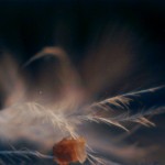 Bird's feather with grain of sand