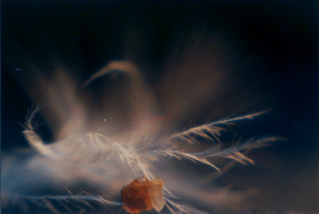 Bird's feather with grain of sand