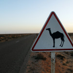 Camel Crossing
