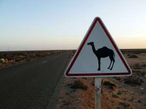 Camel Crossing