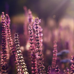 Purple Loosestrife