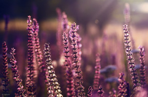 Purple Loosestrife