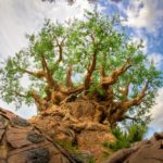 Reach to the Sky