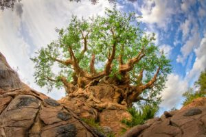 Reach to the Sky