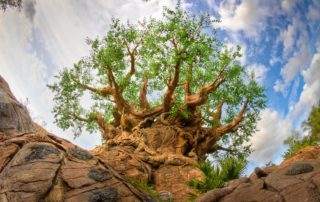 Reach to the Sky