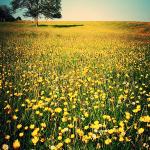 Summer Meadow