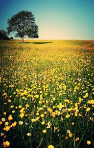 Summer Meadow