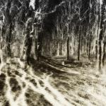 Shadowland