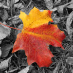 Fall Color