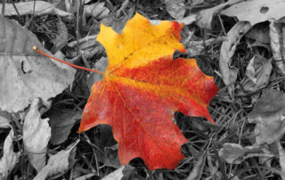 Fall Color