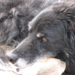 A Faithful Companion