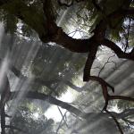 Light through the smoke