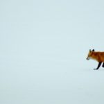 Red Fox, White Field, Blue Course