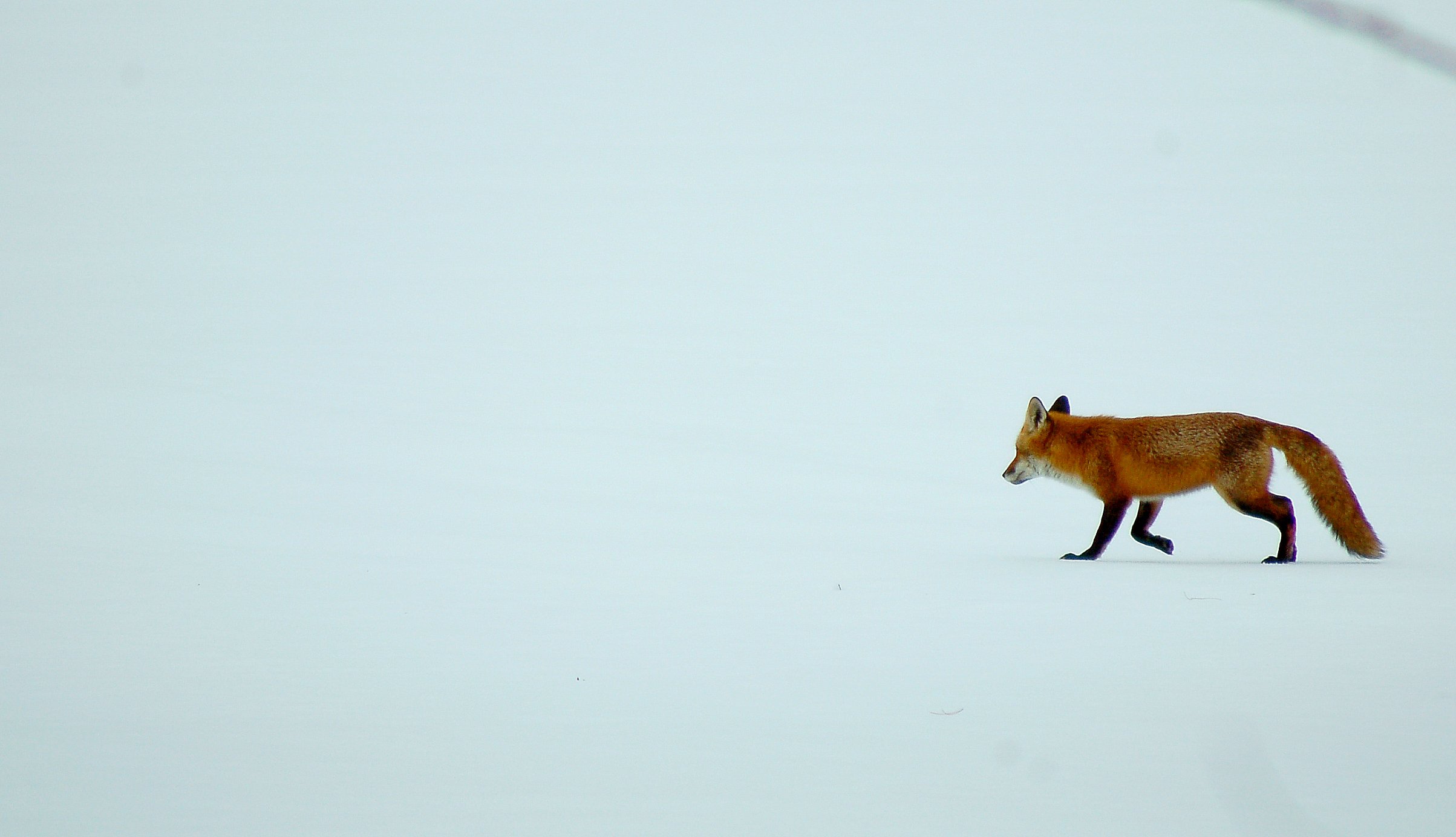 Red Fox, White Field, Blue Course