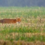 Red Fox