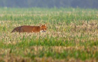 Red Fox
