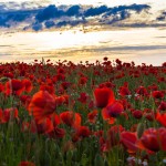 Sunset on poppy