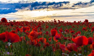 Sunset on poppy