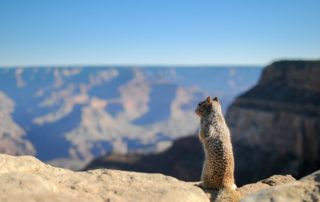 The Summit