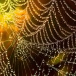 Interconnected