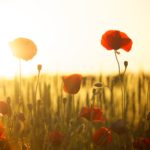 In Flanders Fields ...