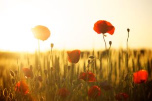 In Flanders Fields ...