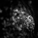 Wisdom's Steward