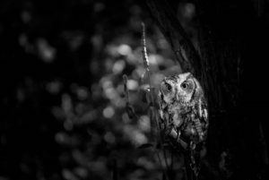 Wisdom's Steward