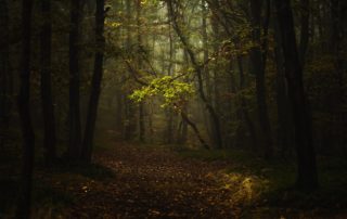 Choice Beckons