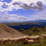 The Flock