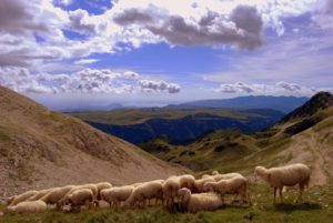 The Flock