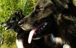 Days of the Dog