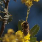 Wattle