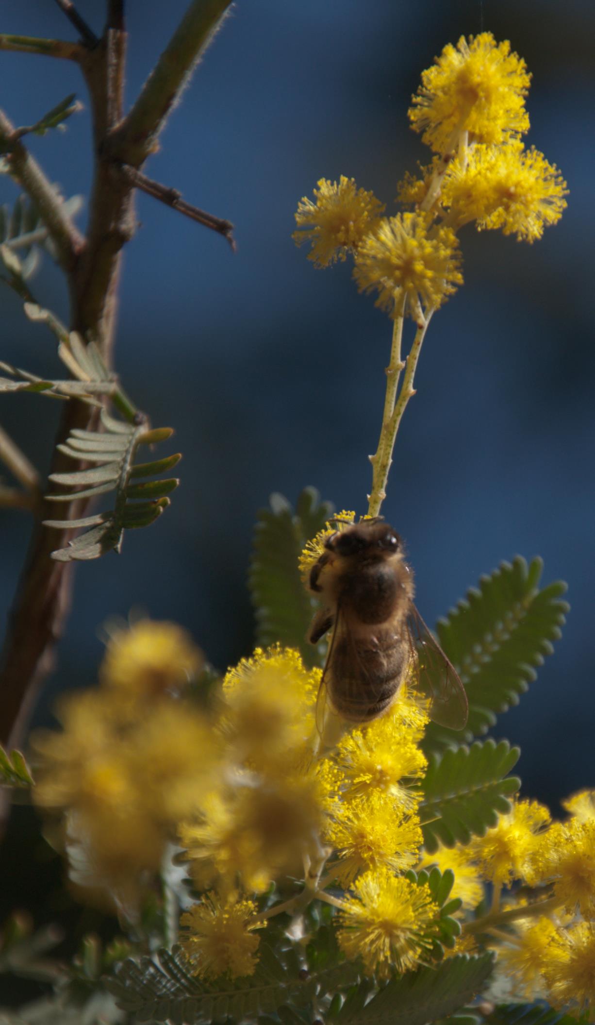 Wattle