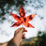Maple on High