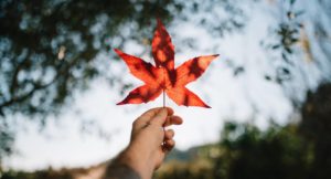 Maple on High