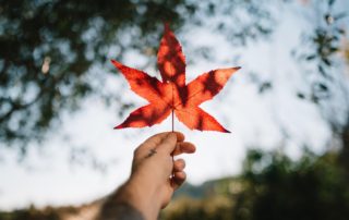 Maple on High