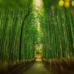 The Path
