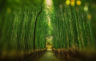 The Path