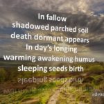 Seeds Birth
