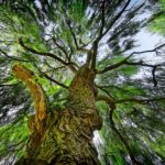Weeping Willow