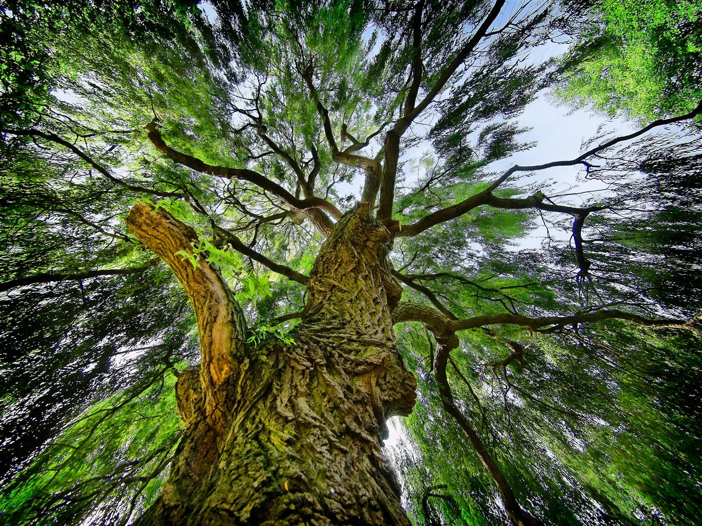 Weeping Willow