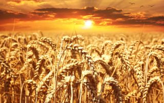 Wheat Kings