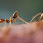 An Ant