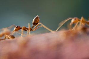 An Ant