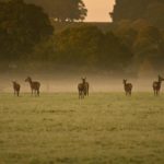 The Deer