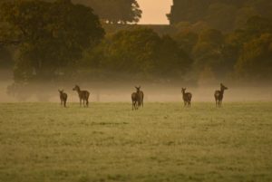 The Deer