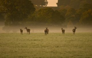 The Deer