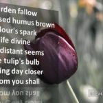 Bloom