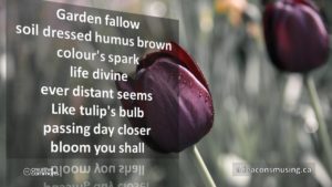 Bloom